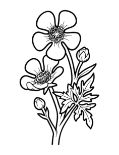 Flower Botanical Buttercup Tracing Worksheets Pdf, Free Vectors File